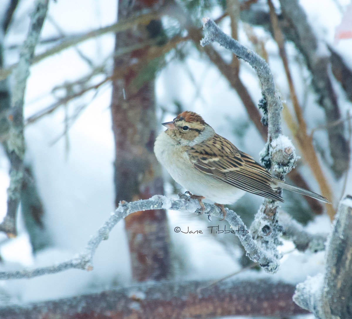 Chipping Sparrow - ML612405830