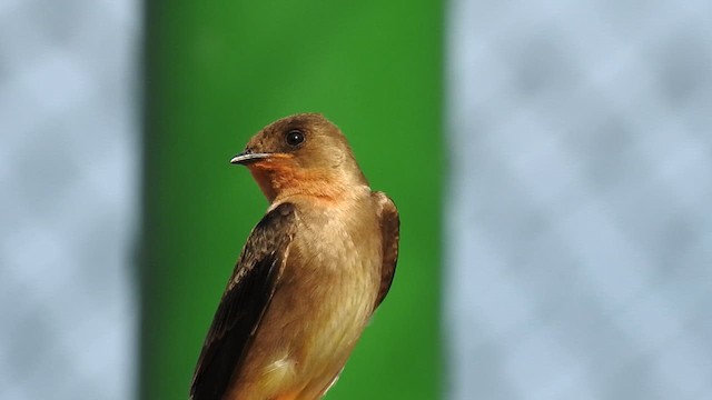Southern Rough-winged Swallow - ML612405973