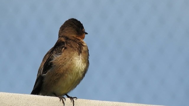 Southern Rough-winged Swallow - ML612405976