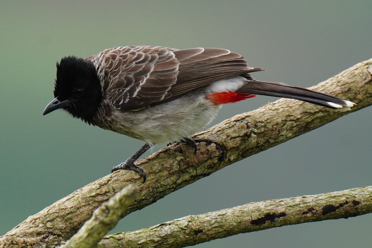 Red-vented Bulbul - ML612406571