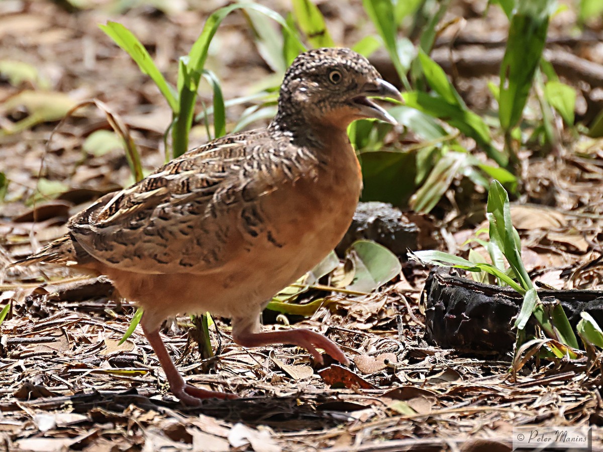 Red-chested Buttonquail - ML612406707
