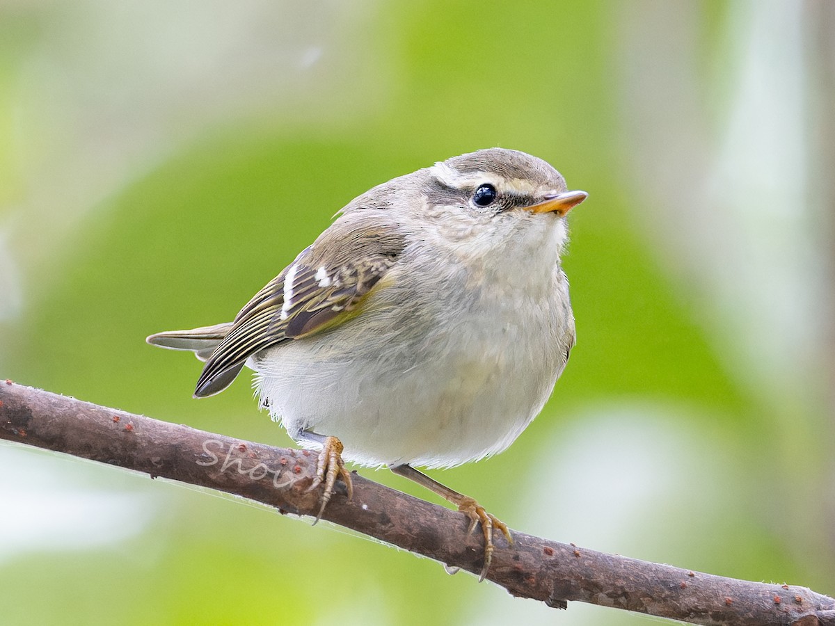 Yellow-browed Warbler - ML612407045