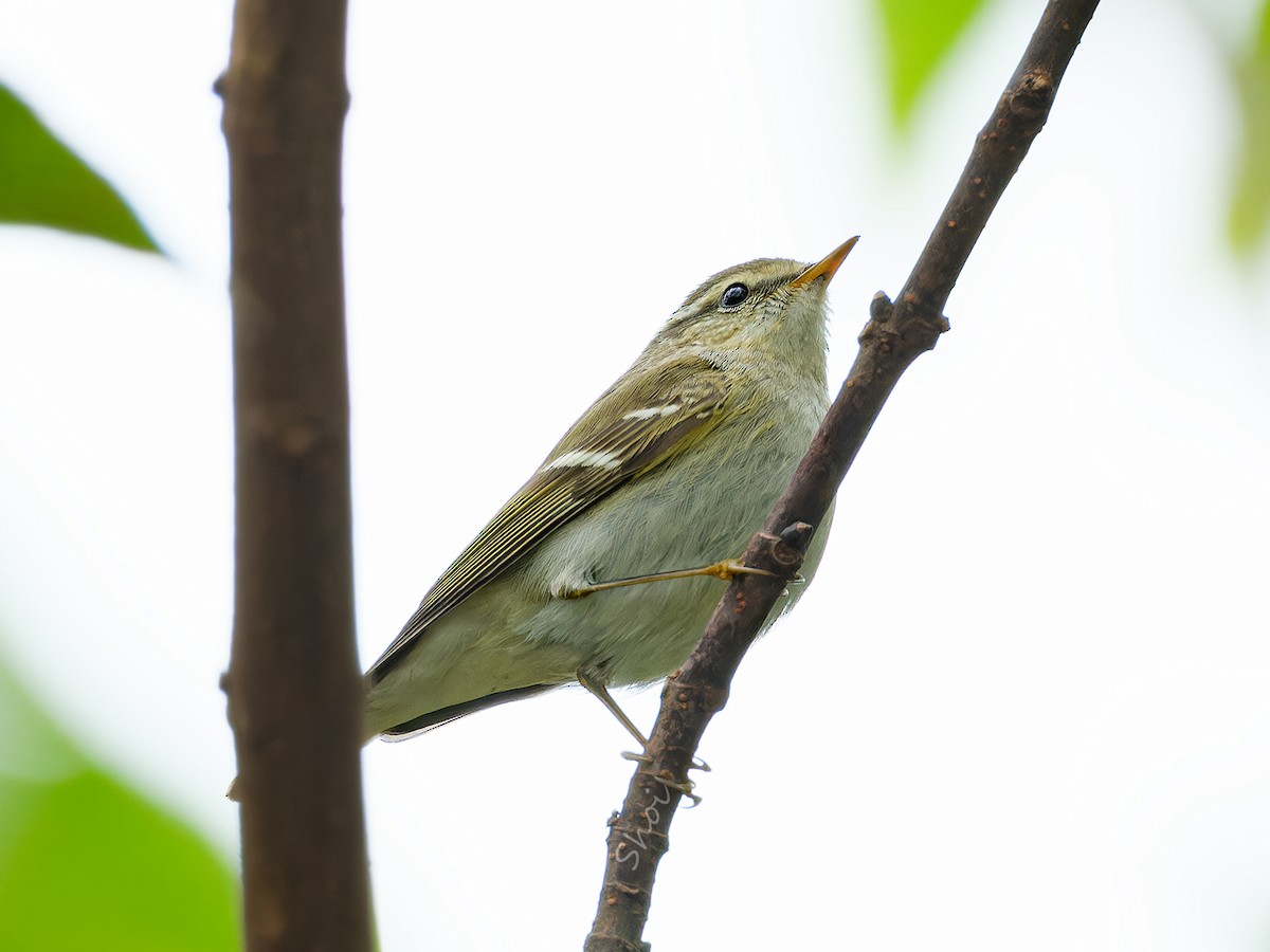 Yellow-browed Warbler - ML612407051