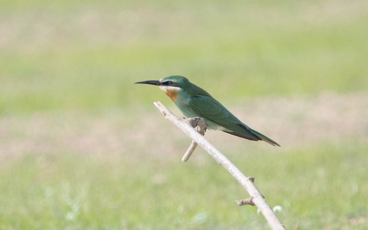 Blue-cheeked Bee-eater - ML612407069