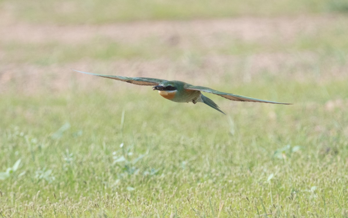 Blue-cheeked Bee-eater - ML612407073