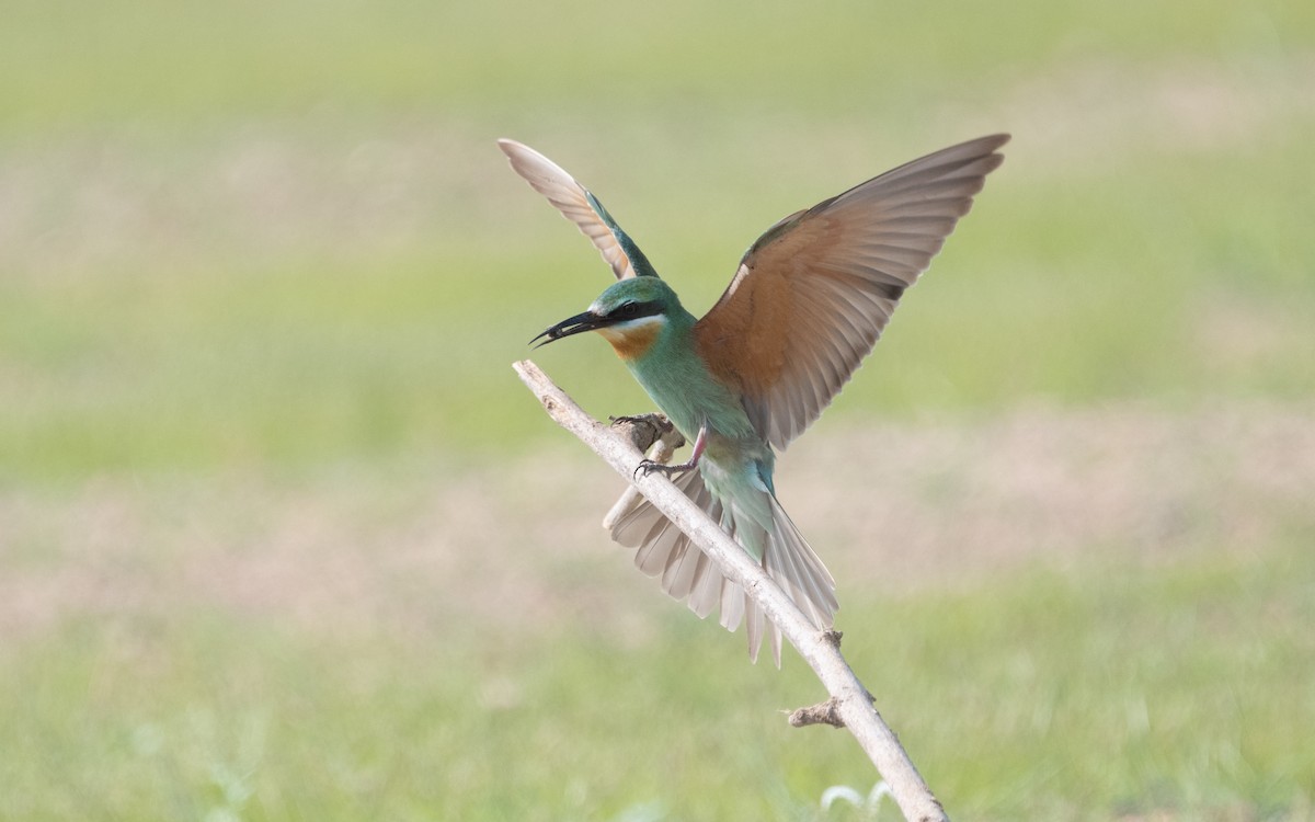 Blue-cheeked Bee-eater - ML612407079