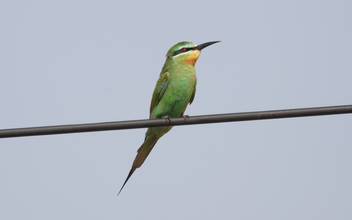 Blue-cheeked Bee-eater - Emmanuel Naudot