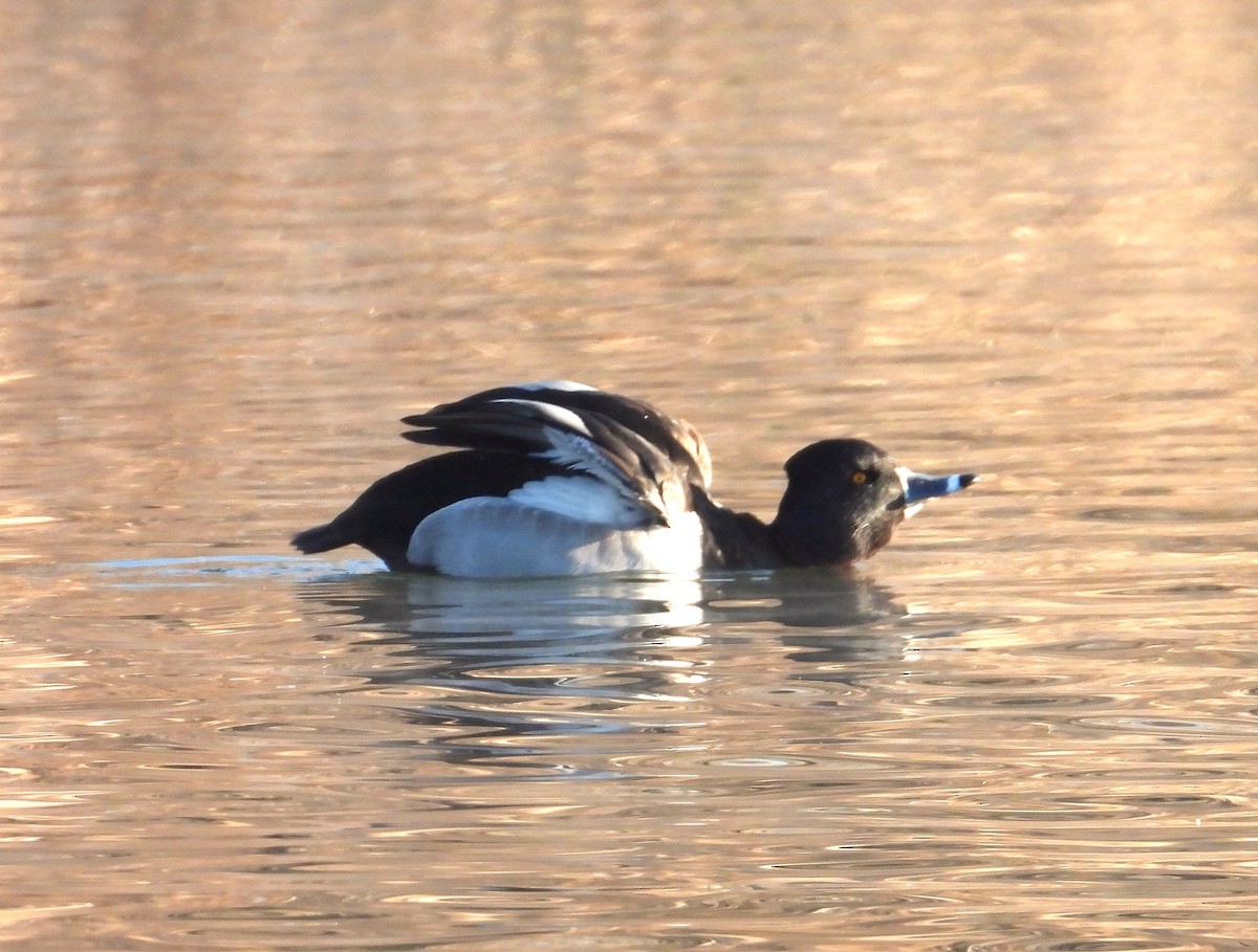 Ring-necked Duck - Lauri Taylor