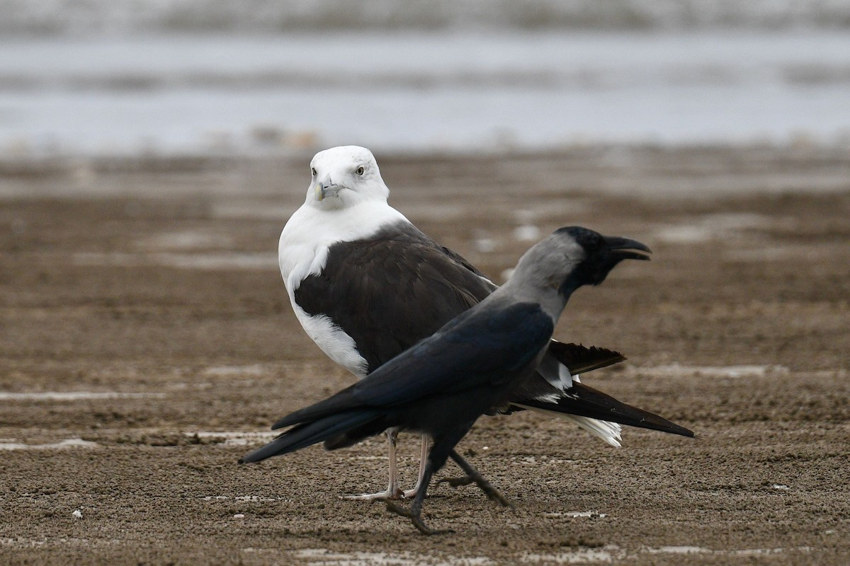 Lesser Black-backed Gull (fuscus) - ML612407303