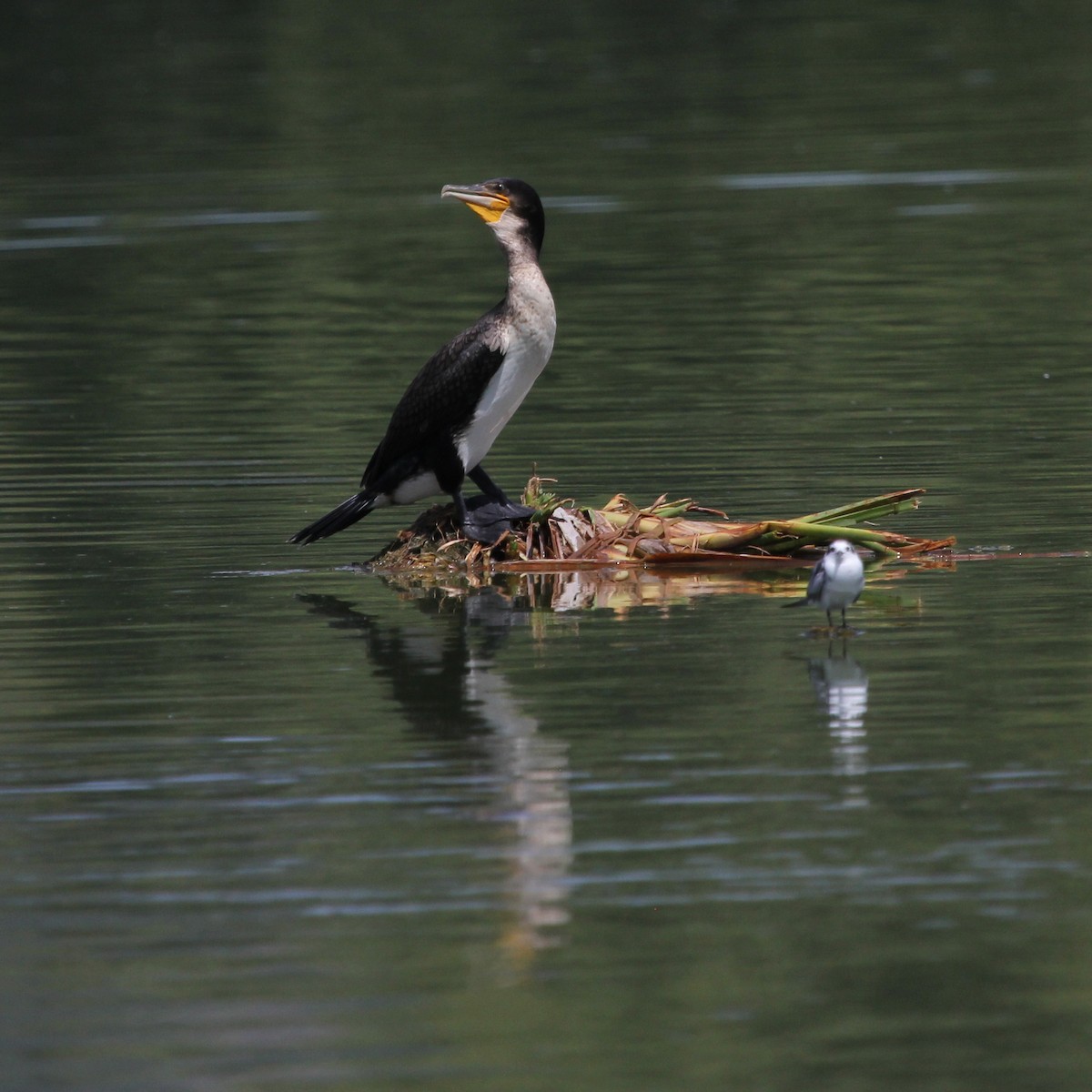 Great Cormorant (White-breasted) - ML612407607