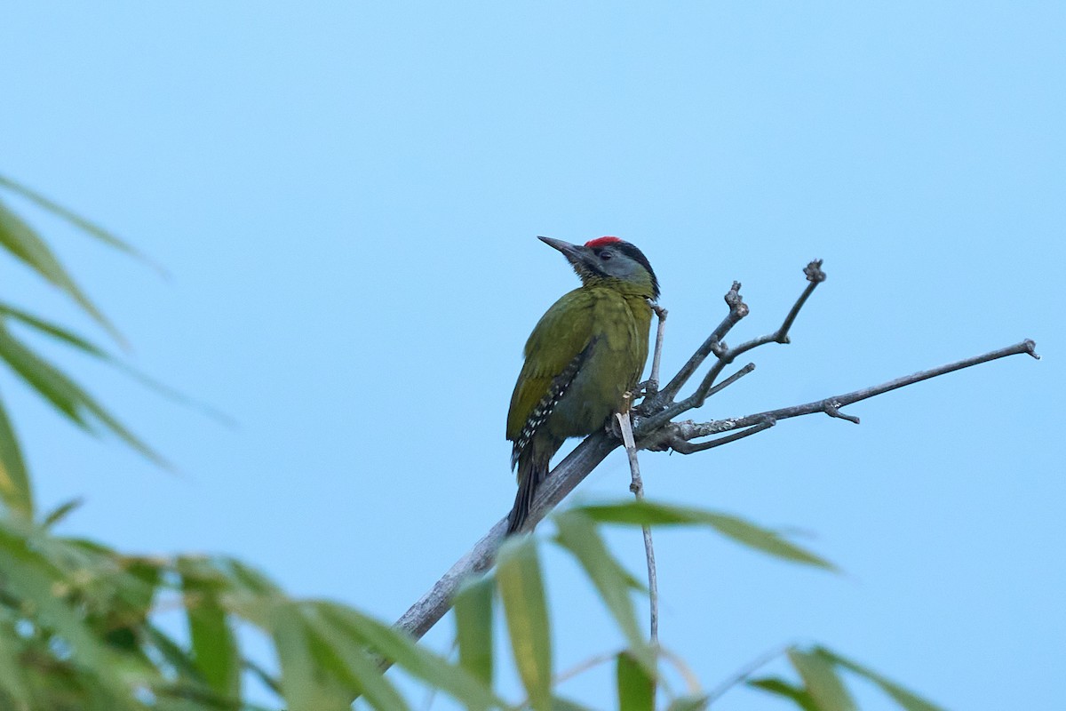 Gray-headed Woodpecker - tejas k rao
