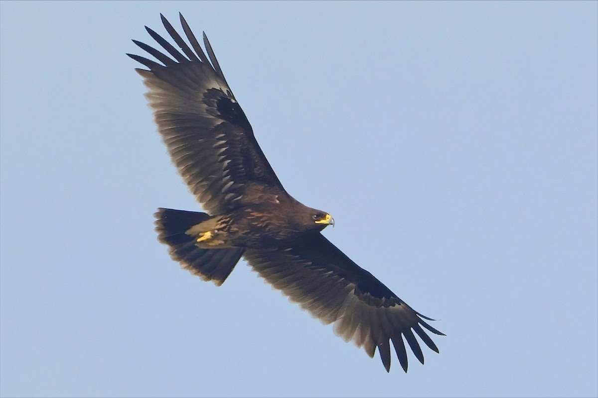Greater Spotted Eagle - ML612407882