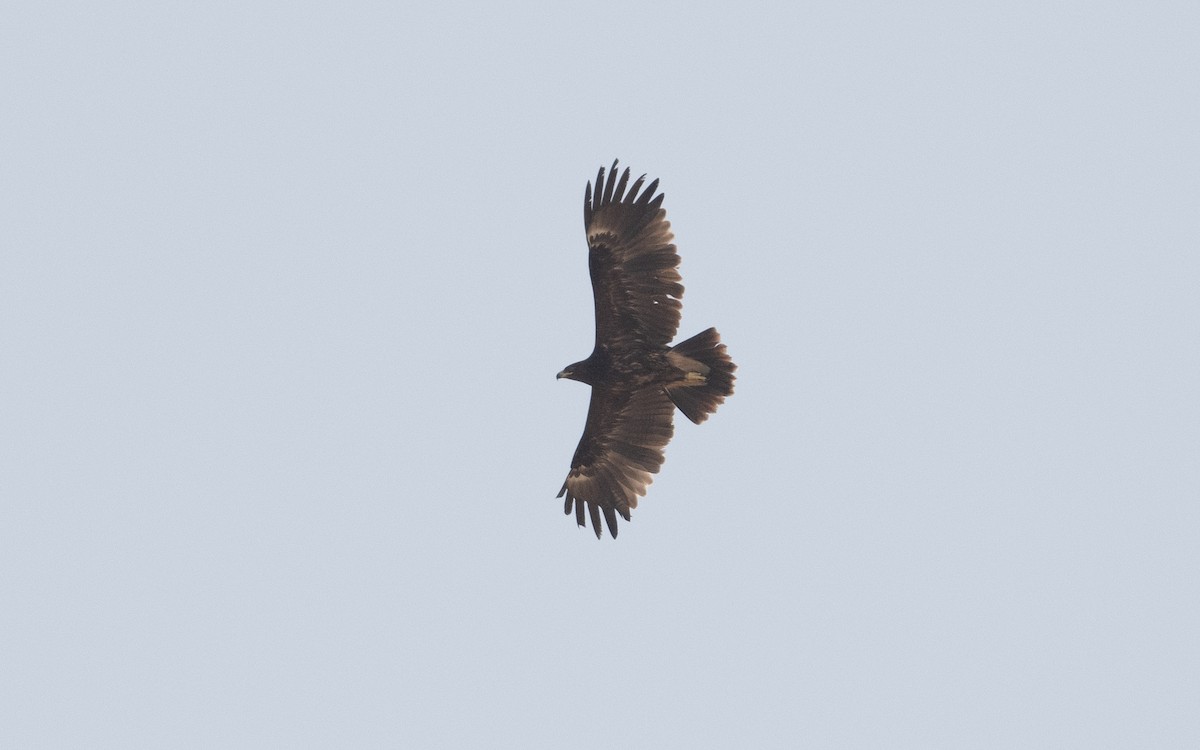 Greater Spotted Eagle - ML612408051