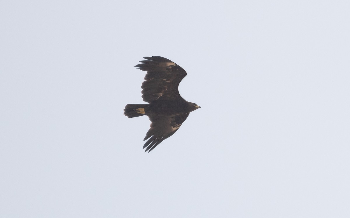 Greater Spotted Eagle - Emmanuel Naudot