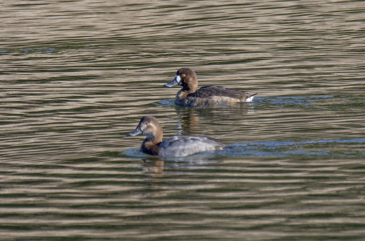 Greater Scaup - ML612408160