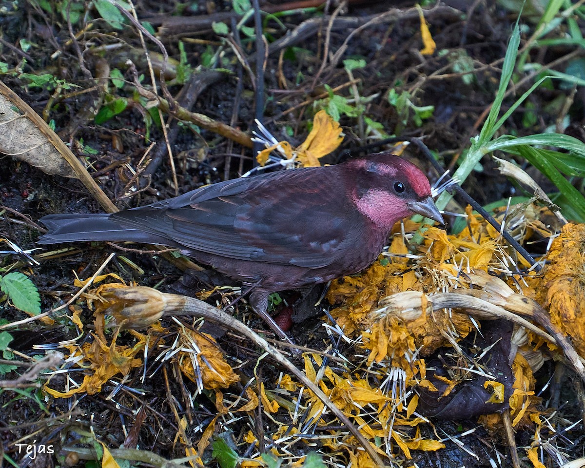 Dark-breasted Rosefinch - tejas k rao