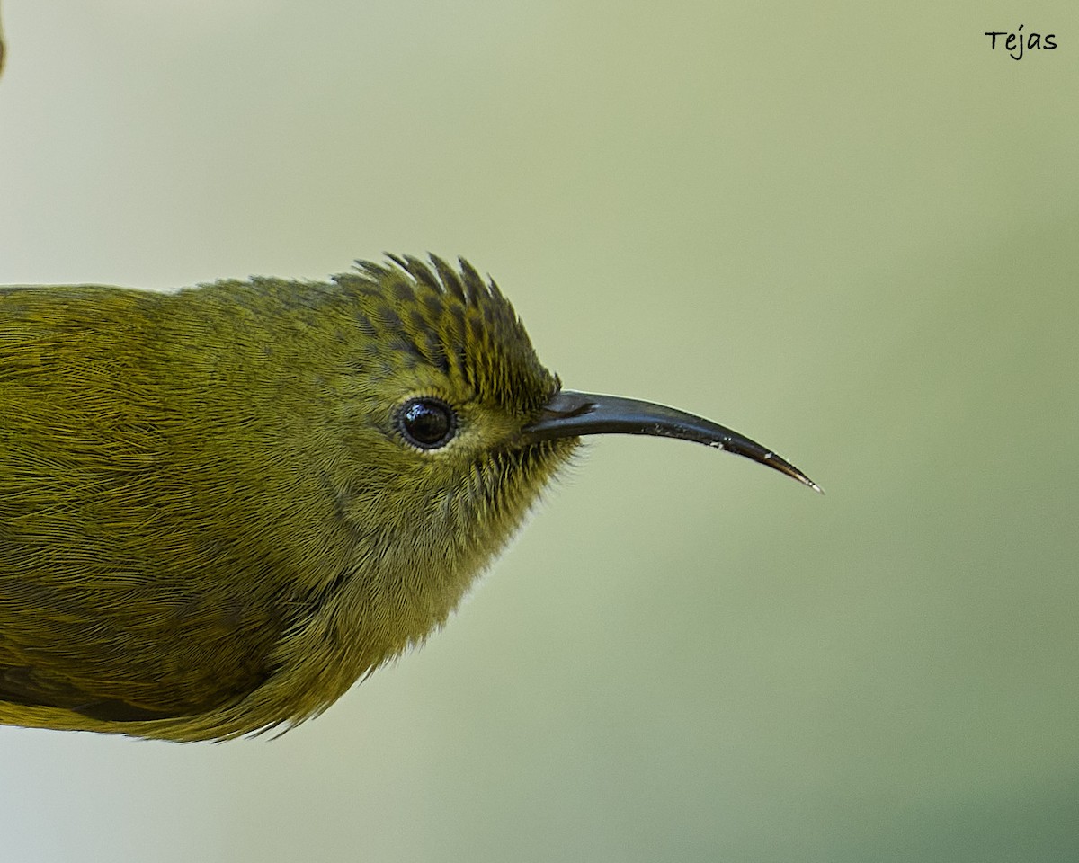 Green-tailed Sunbird - tejas k rao