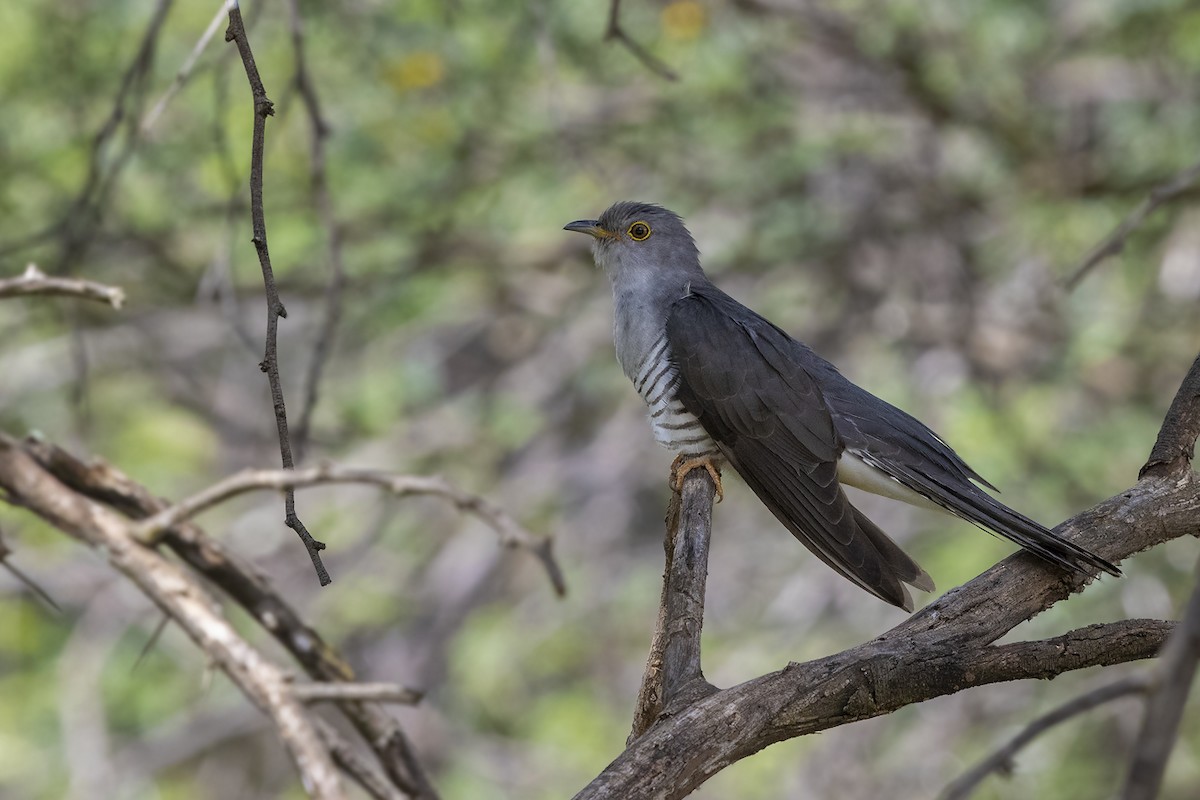 Madagascar Cuckoo - ML612408313
