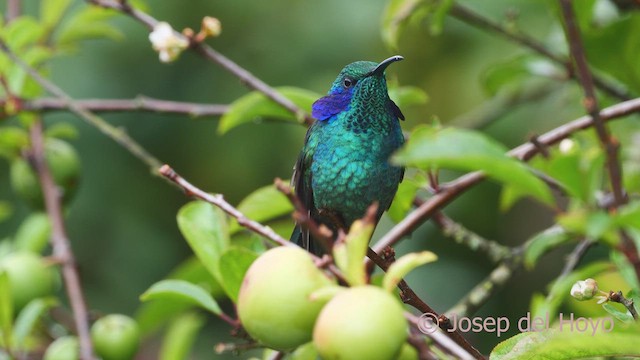 kolibřík modrouchý - ML612408329