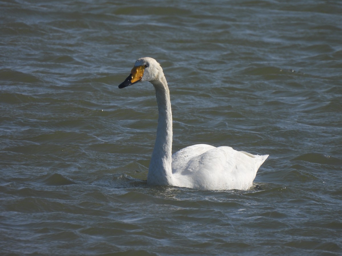 Whooper Swan - Anonymous