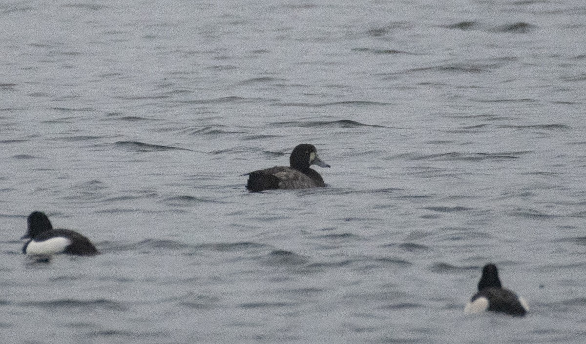 Greater Scaup - ML612408833