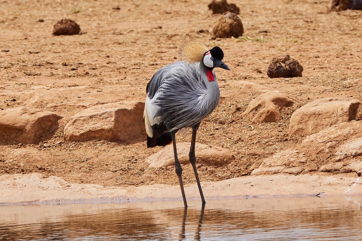 Gray Crowned-Crane - Oliver Kell