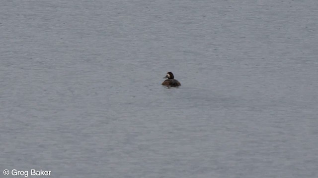Greater Scaup - ML612409022