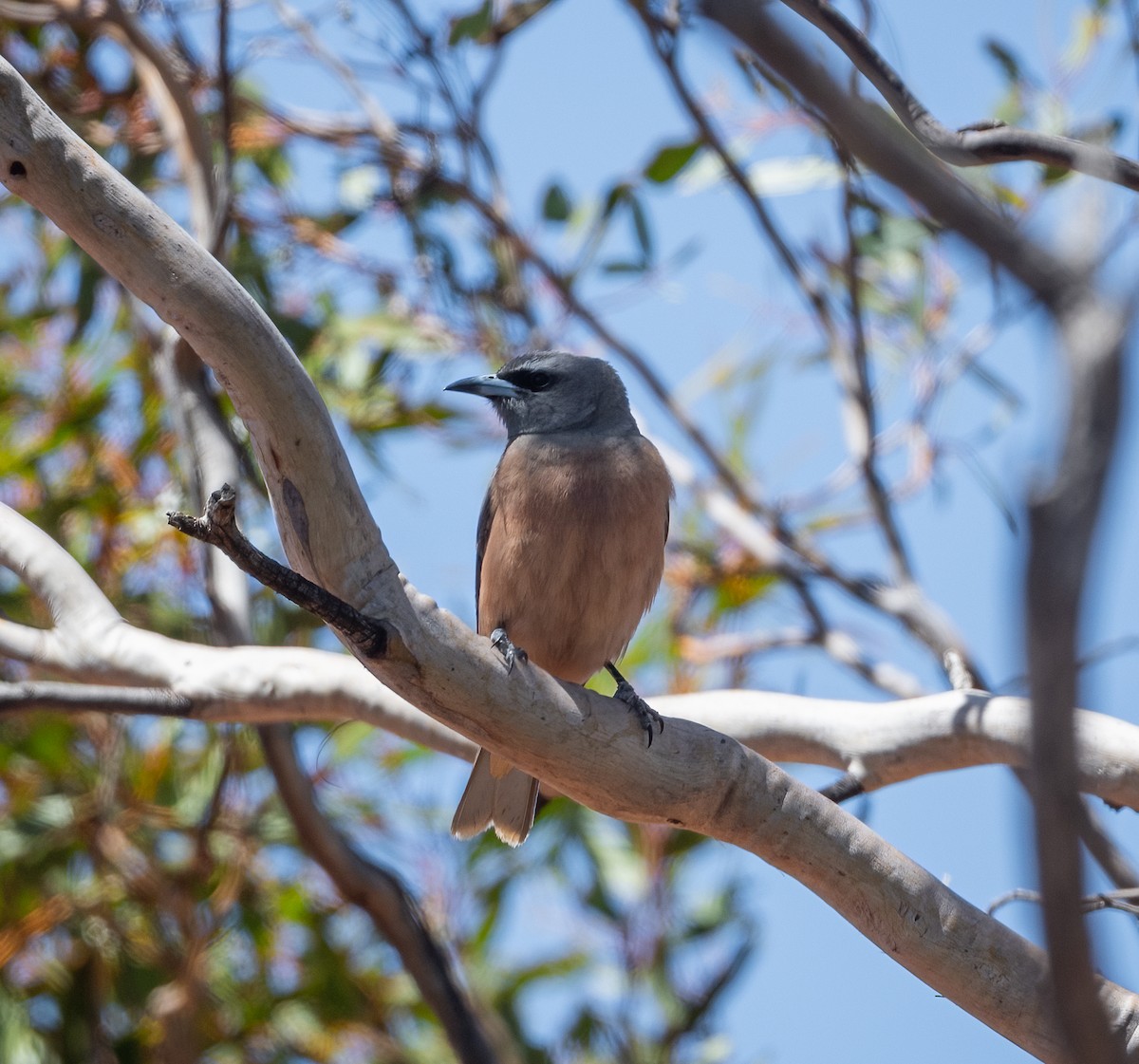 White-browed Woodswallow - ML612409121