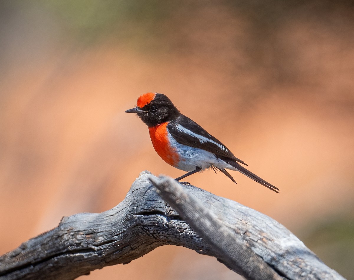 Red-capped Robin - ML612409129