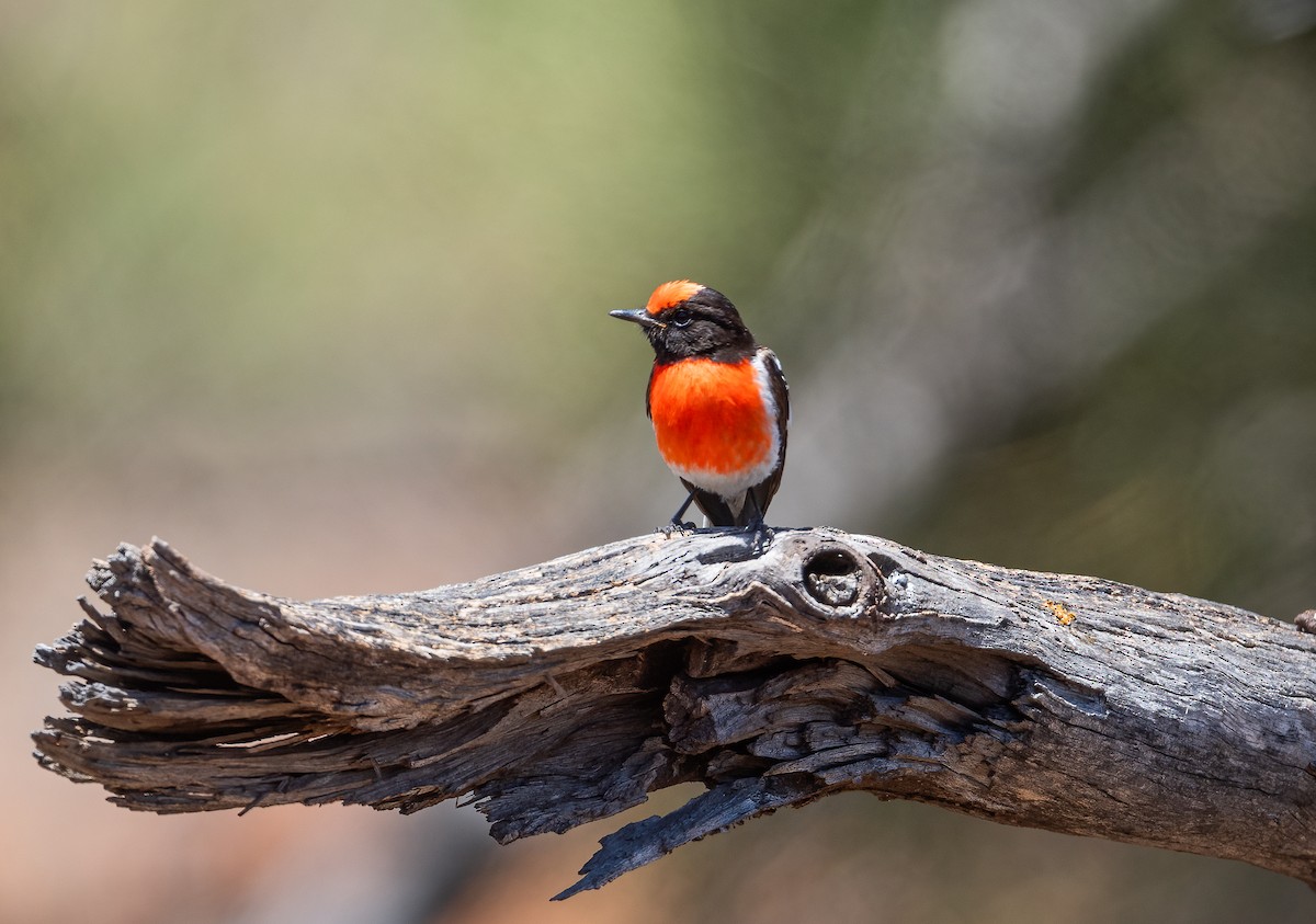 Red-capped Robin - ML612409130