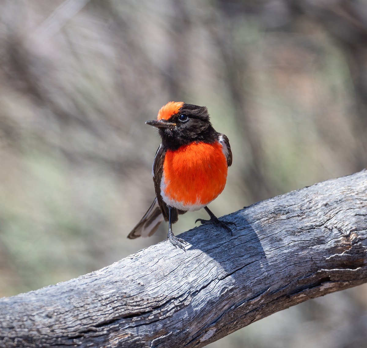 Red-capped Robin - ML612409133