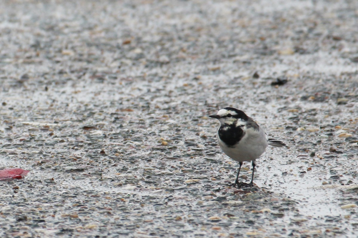 White Wagtail (Black-backed) - ML612409474