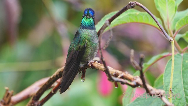 Talamanca Hummingbird - ML612409768