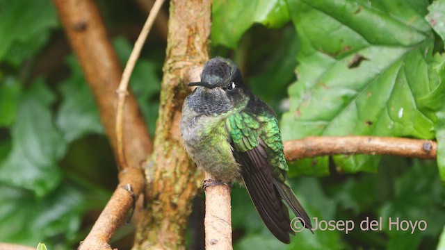 Talamanca Hummingbird - ML612409795