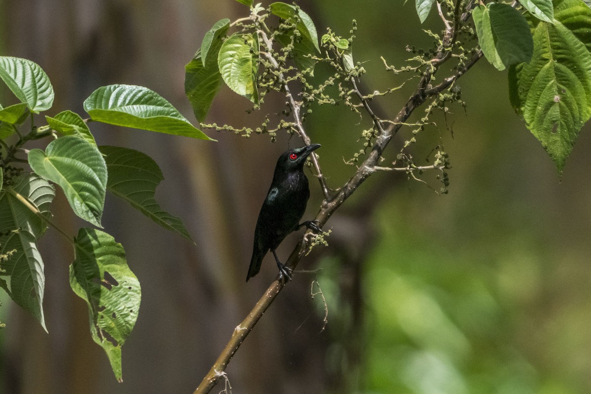 Short-tailed Starling - ML612410392