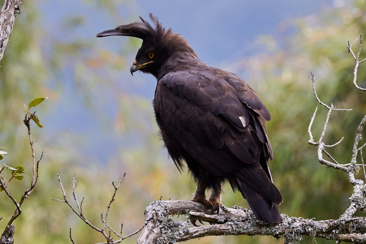 Long-crested Eagle - Oliver Kell