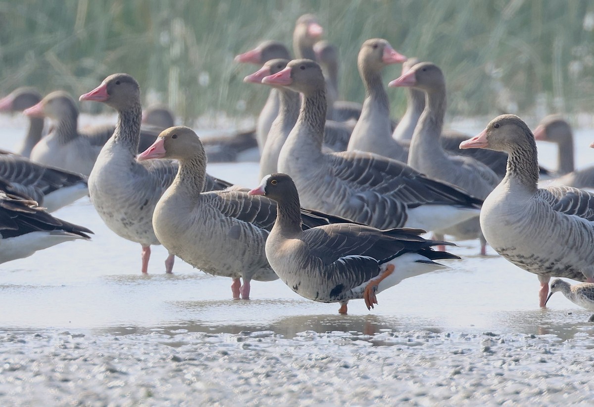 Lesser White-fronted Goose - ML612410543