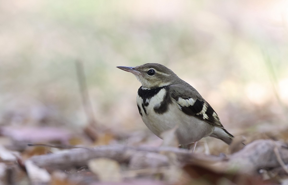 Forest Wagtail - ML612410572