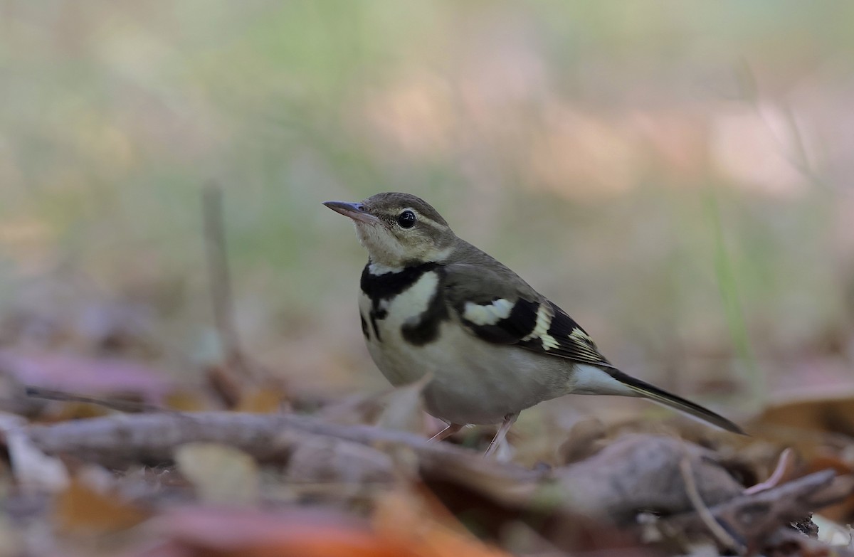 Forest Wagtail - ML612410573