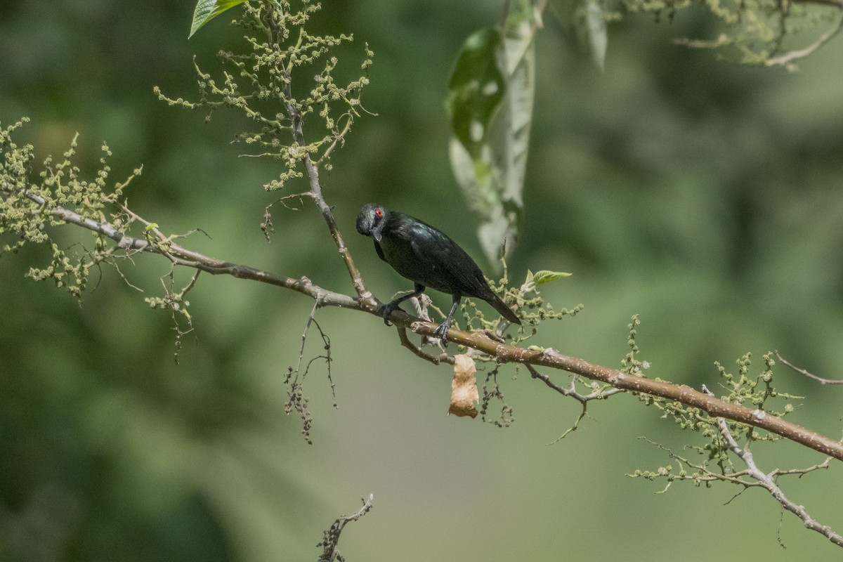 Short-tailed Starling - ML612410579