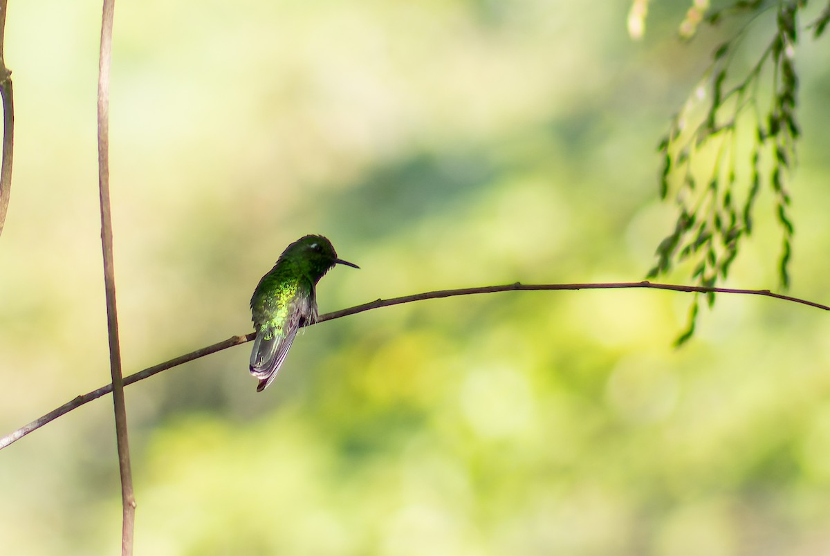Emerald-chinned Hummingbird - ML612410591