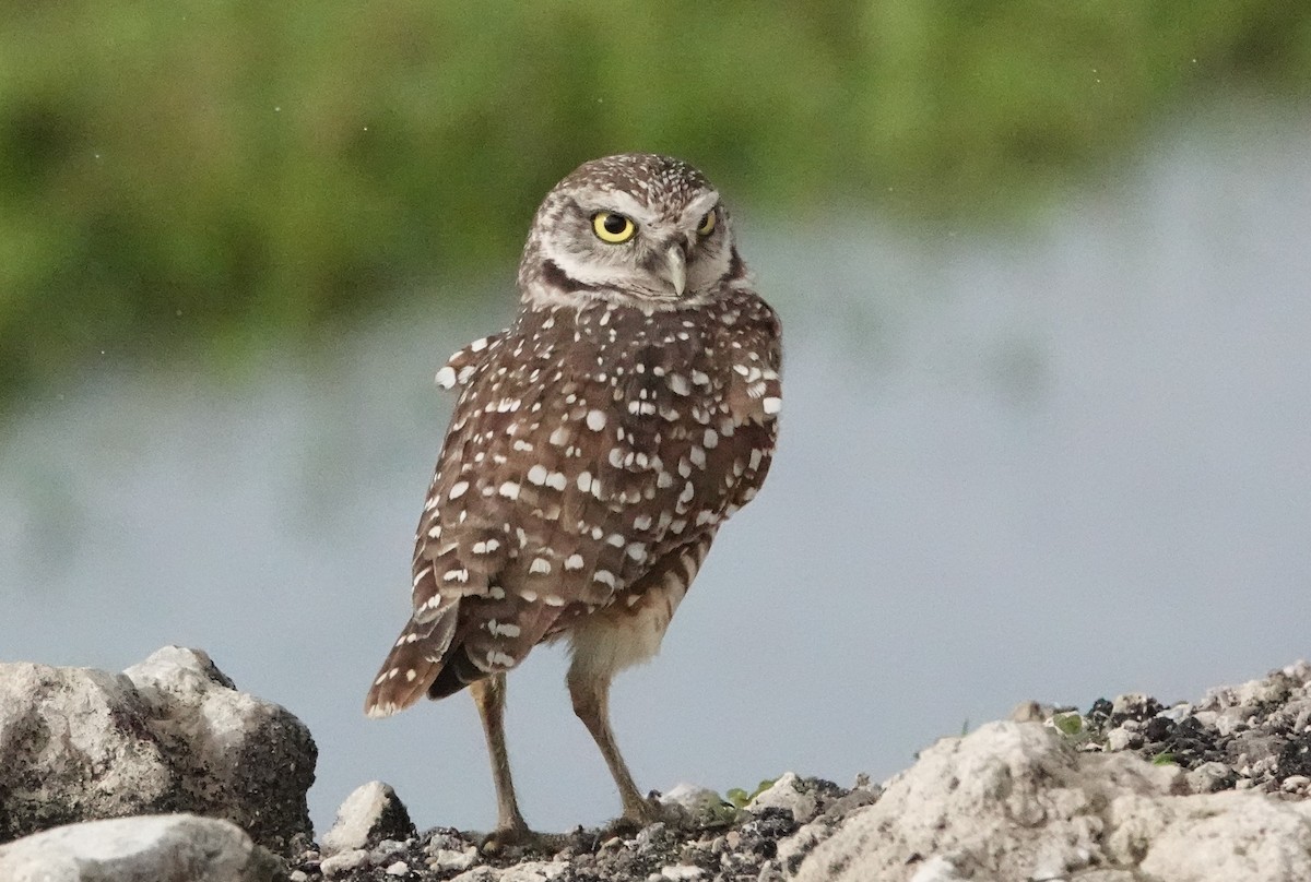 Burrowing Owl - ML612411097