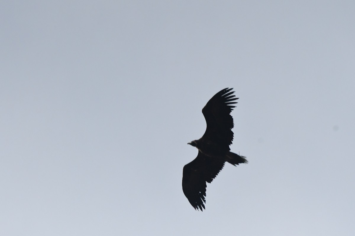 Cinereous Vulture - ML612411571