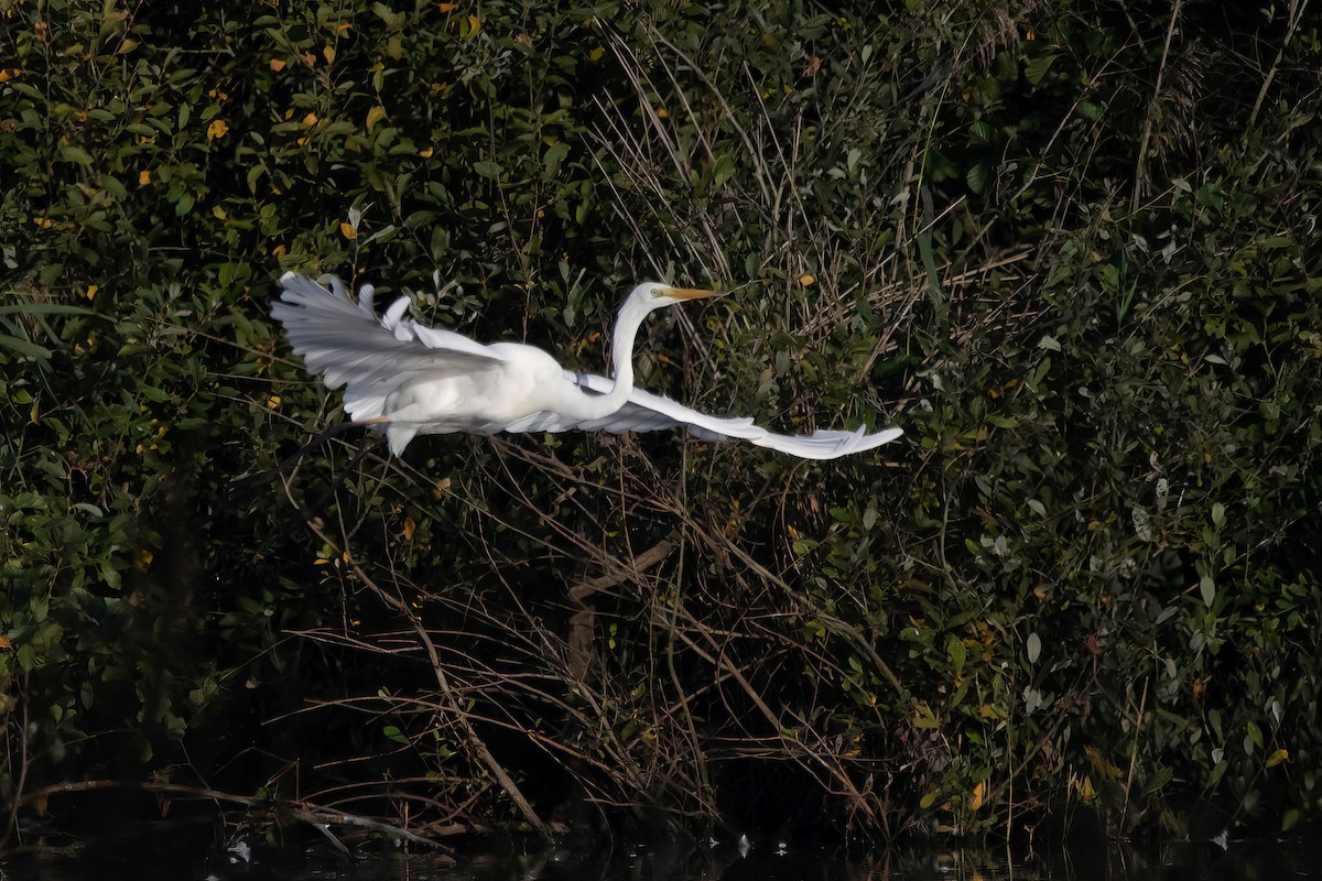Great Egret - Antoon De Vylder