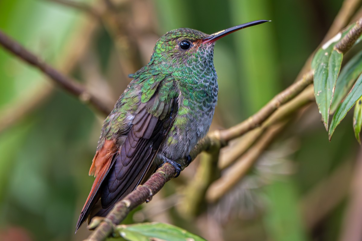Rufous-tailed Hummingbird - Allee Forsberg
