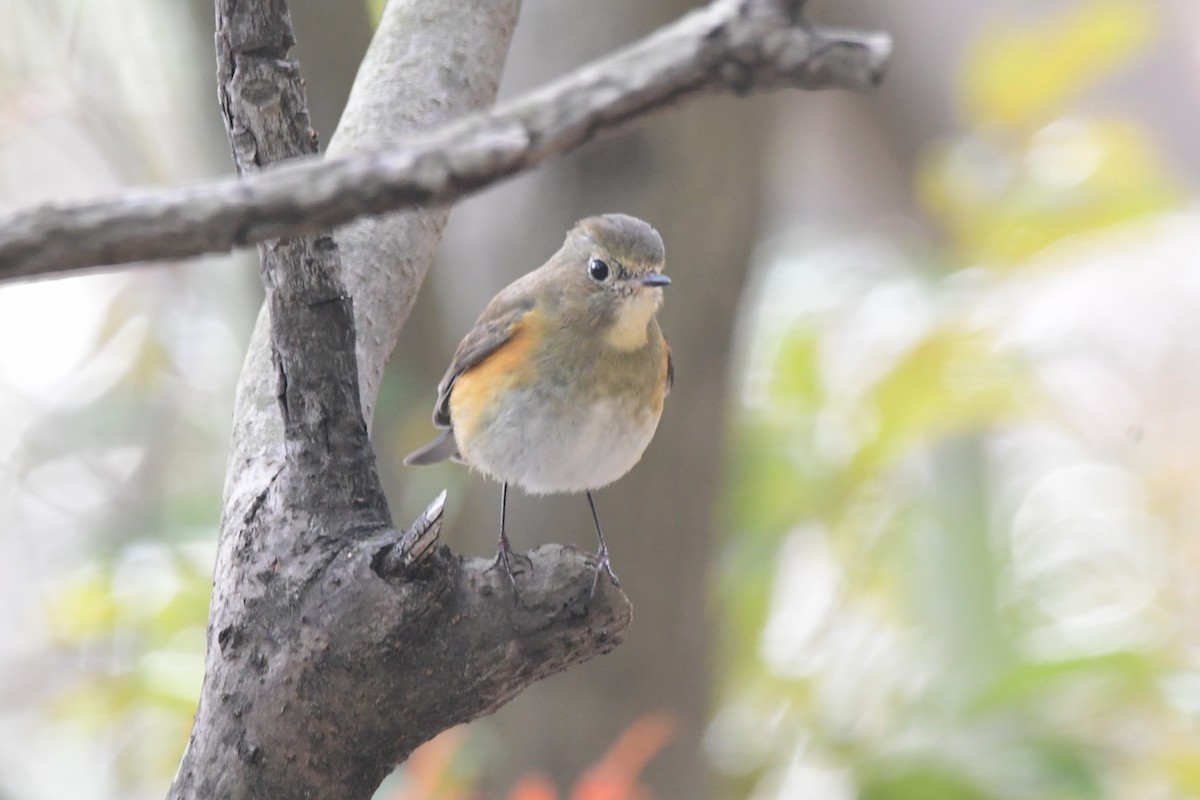 Red-flanked Bluetail - ML612411698