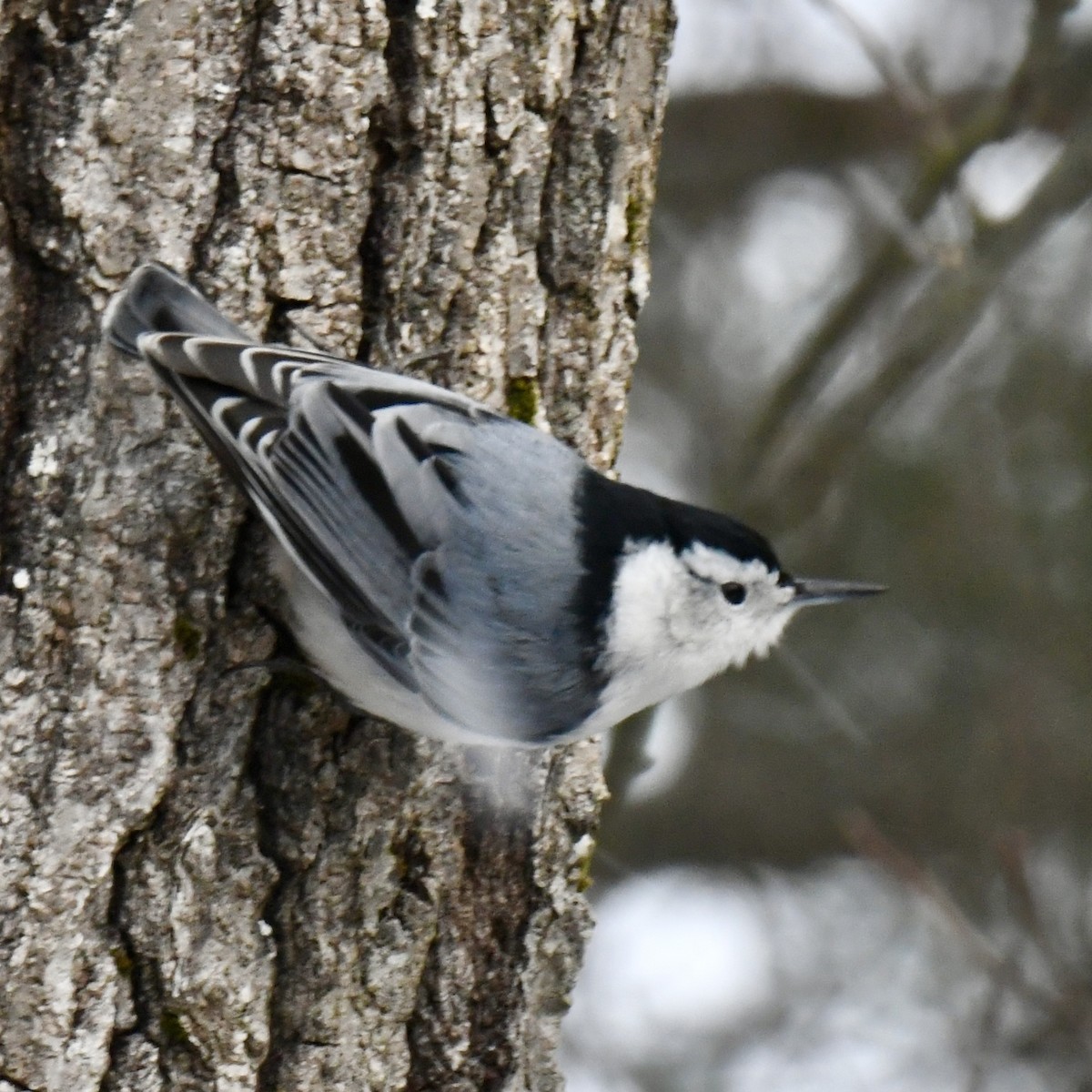 White-breasted Nuthatch - ML612412103