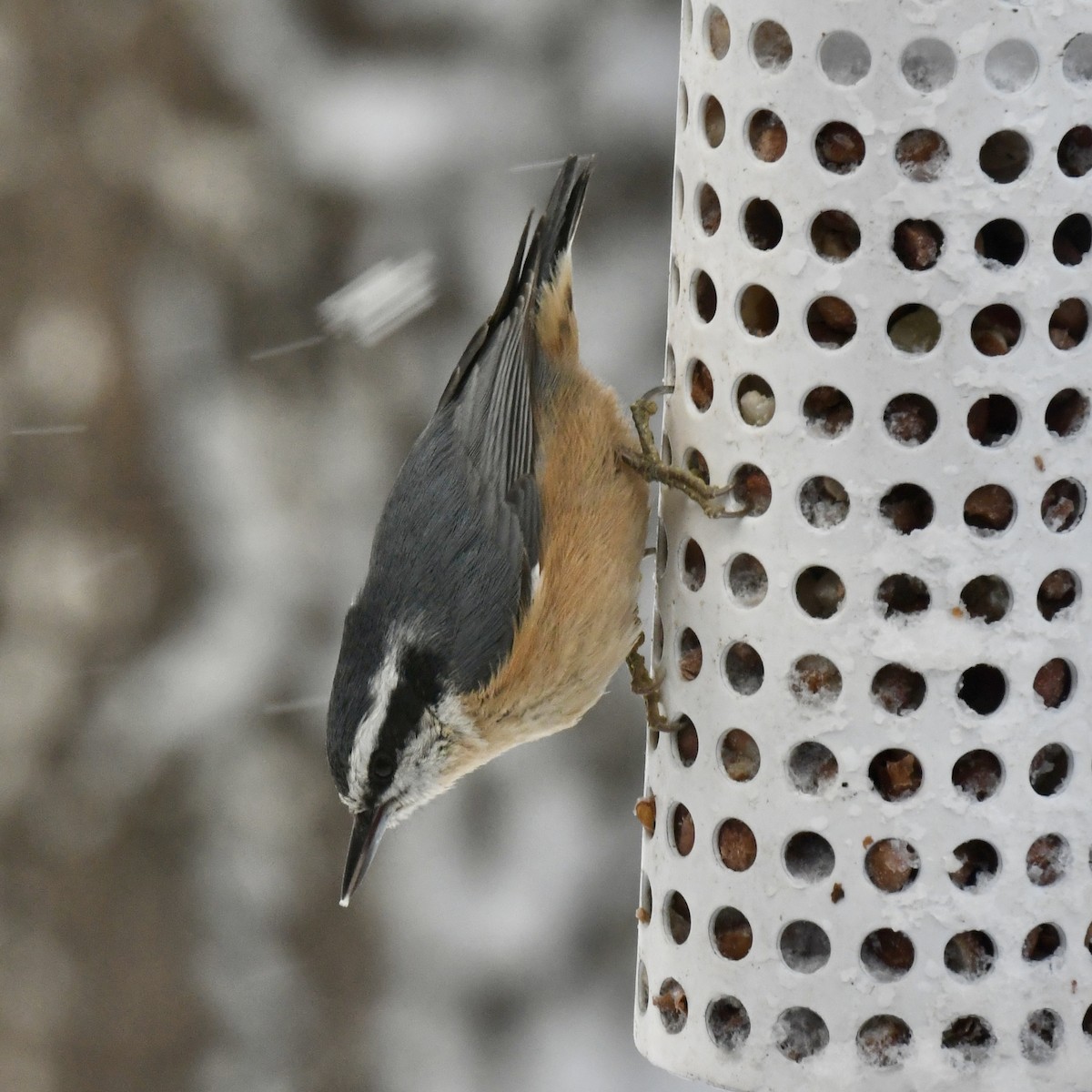 Red-breasted Nuthatch - ML612412105