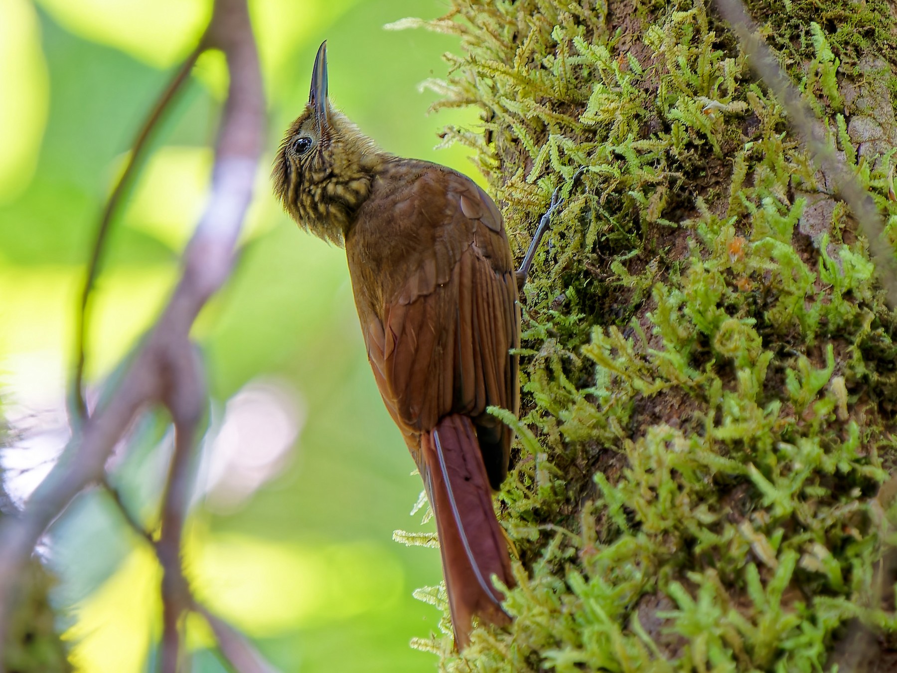 Long-tailed Woodcreeper - Anonymous