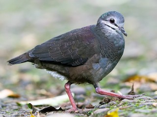 Purplish-backed Quail-Dove - eBird